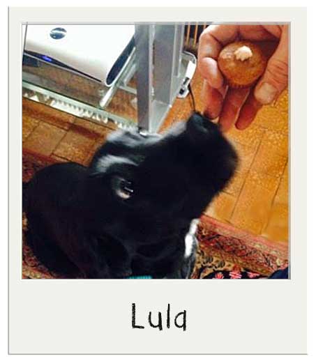 Lula et nos cupcakes pour chiens
